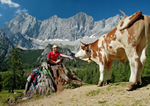 Weidende Kühe beim Wandern in Ramsau