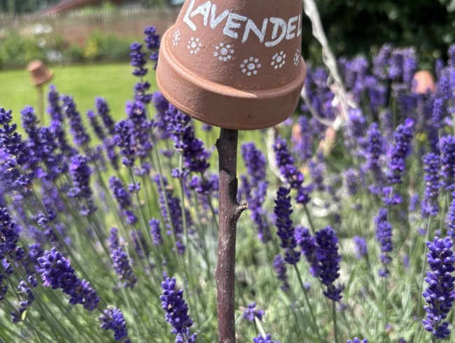 Ein Tontopf mit der Aufschrift "Lavendel" steckt auf einem Stab inmitten blühenden Lavendels