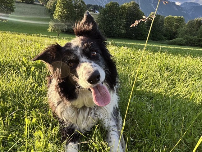 Hofhund Frieda beobachtet neugierig das Geschehen am Brandlhof