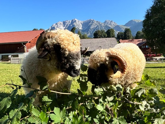 Zwei Schafe fressen Bl&auml;tter vor malerischer Bergkulisse