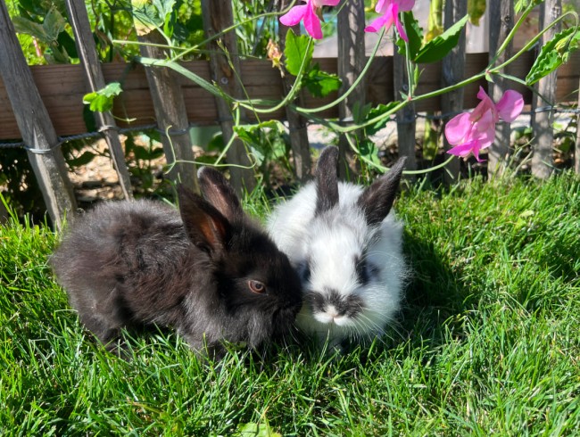 Zwei junge Kaninchen, eines schwarz und eines weiß, sitzen gemeinsam im Gras