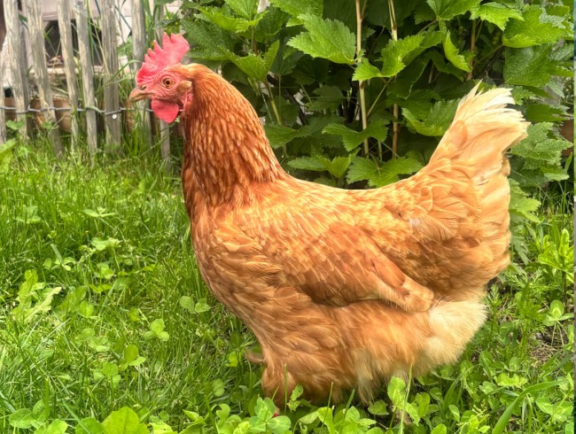 Ein braunes Huhn steht im grünen Gras, umgeben von Pflanzen