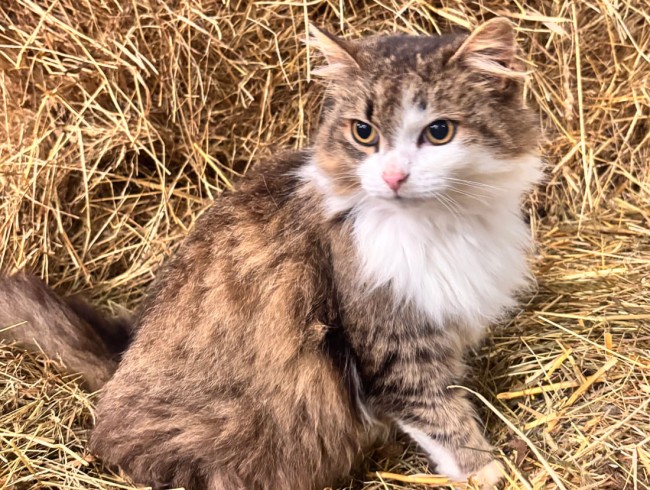 Eine langhaarige Katze sitzt vor einem Haufen Stroh und blickt zur Seite