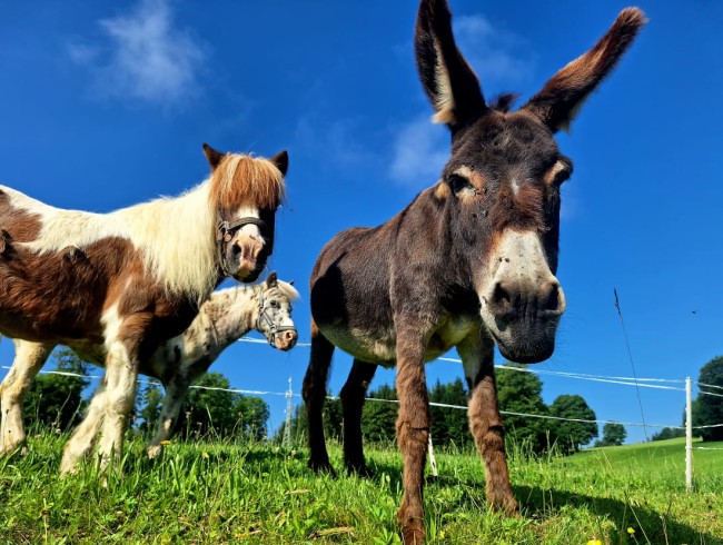 Drei Tiere, darunter ein Esel und zwei Ponys, stehen auf einer grünen Weide unter blauem Himmel