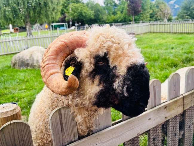 Ein Schaf mit großen, gebogenen Hörnern steht an einem Holzzaun auf einer grünen Wiese